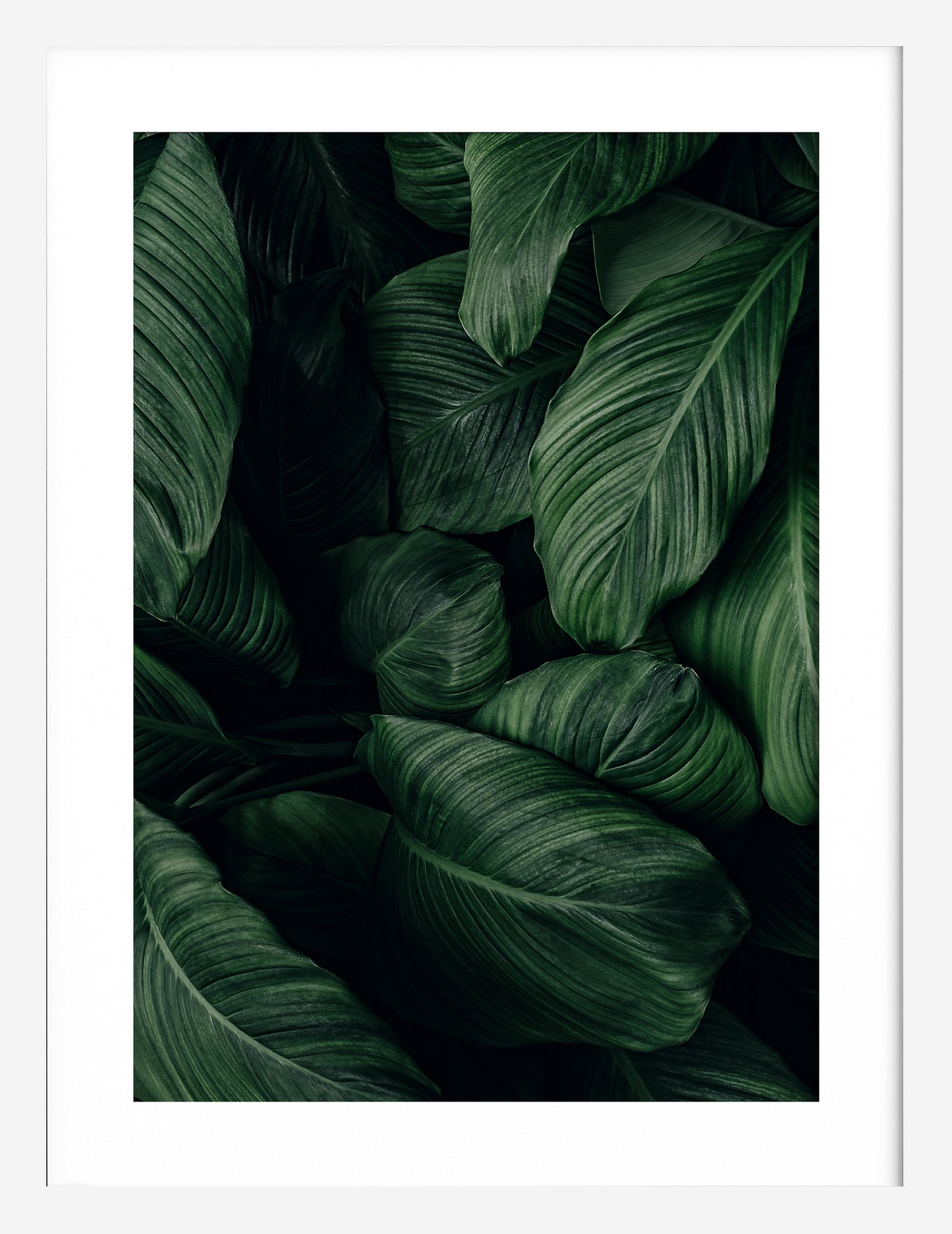 Leaf Print