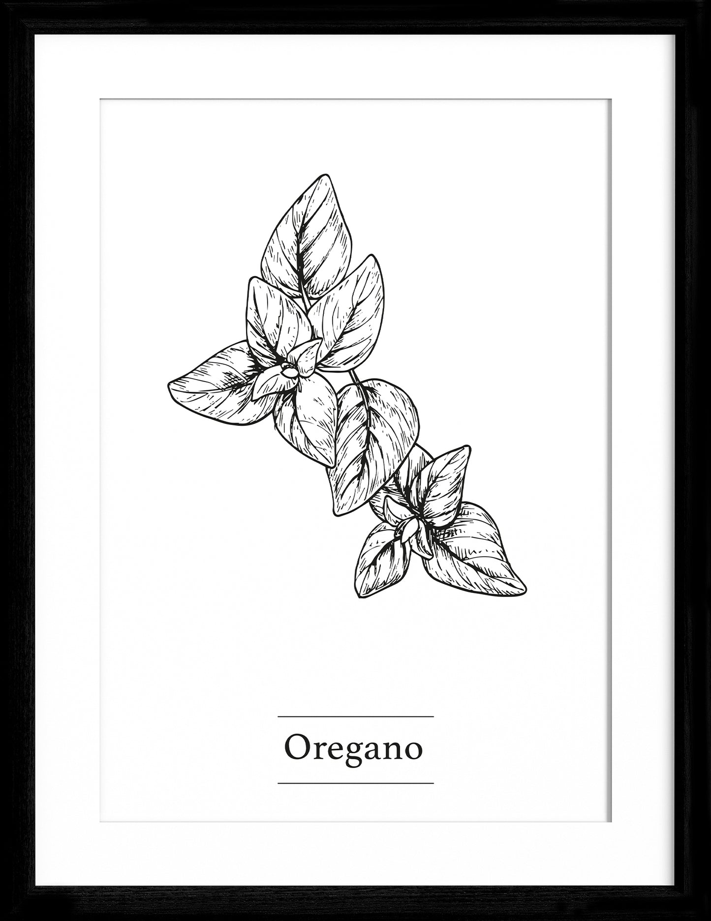 Oregano