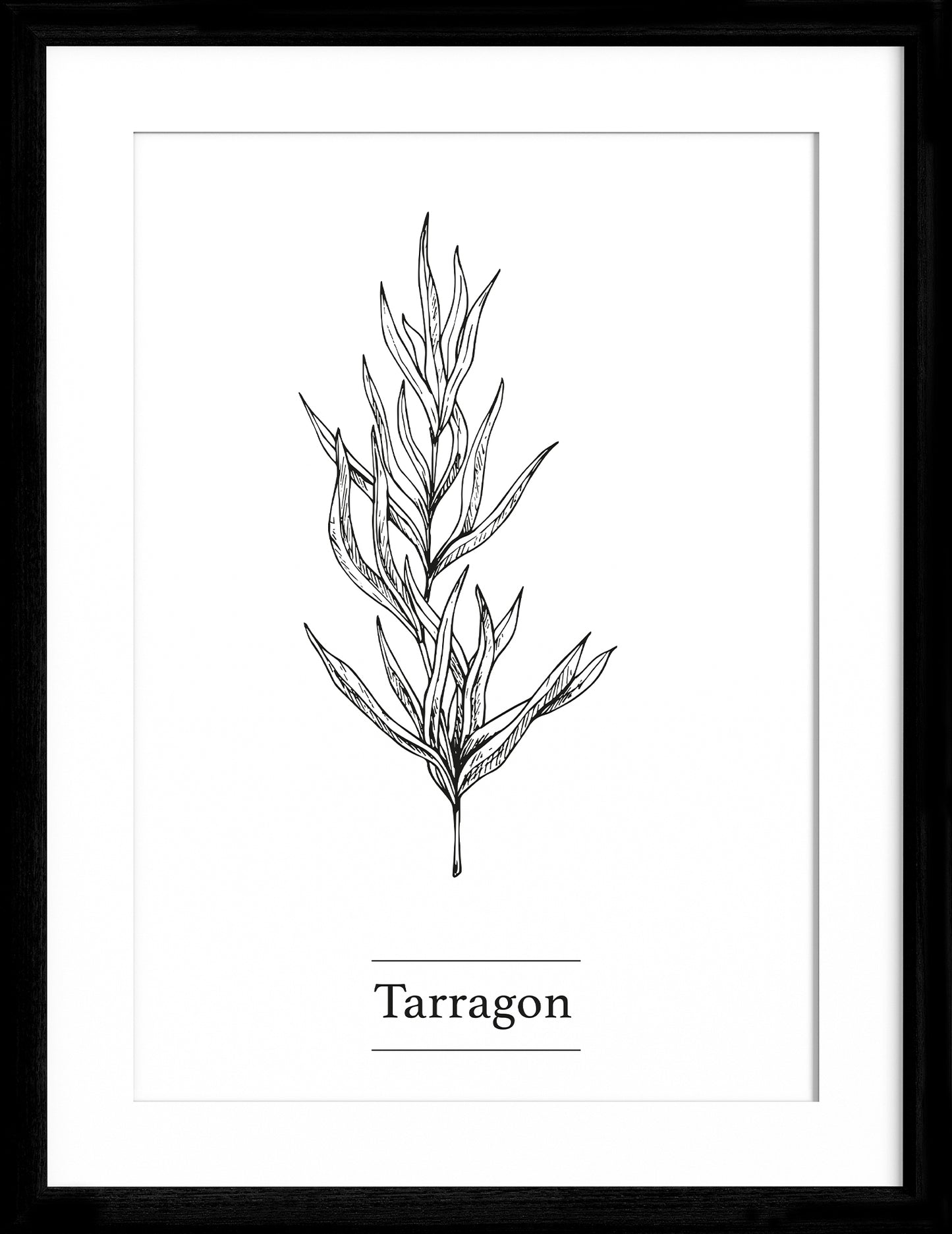 Tarragon