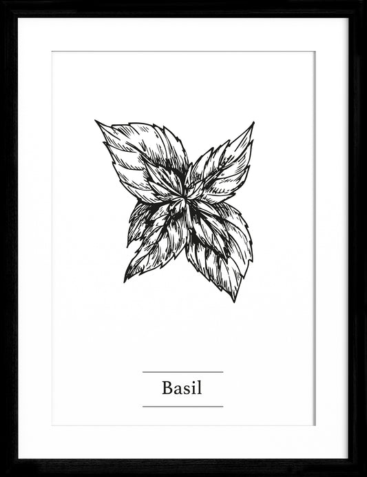 Basil