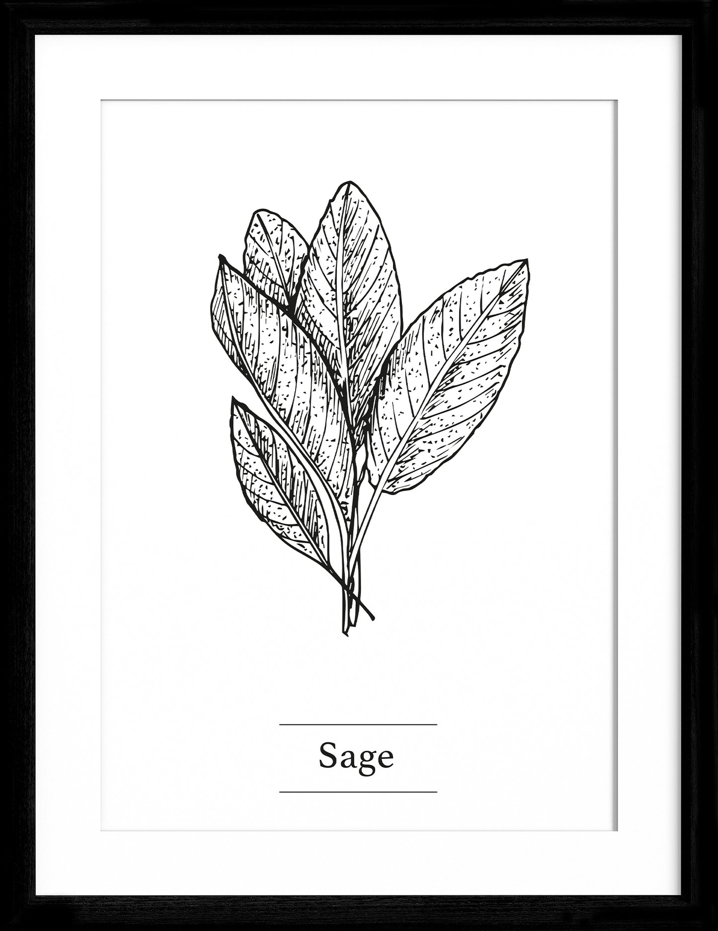 Sage