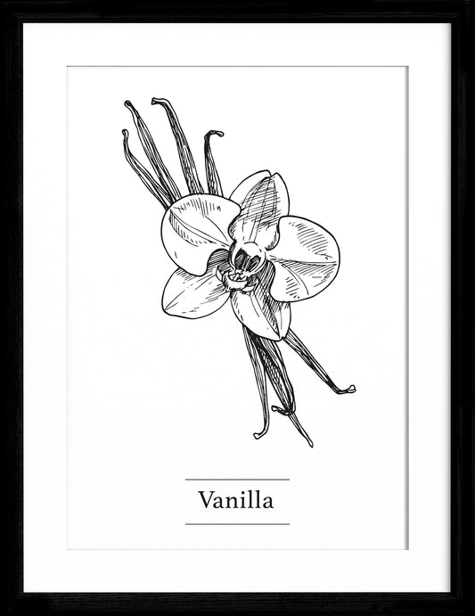 Vanilla